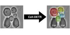 Cell-DETR