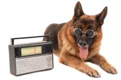 Radiodawg