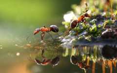 ant-colony-optimization