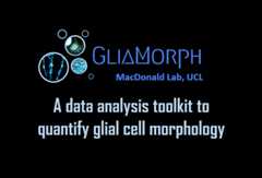 GliaMorph