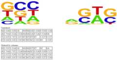 Sequence-Logos-using-logarithms