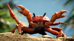 Crab