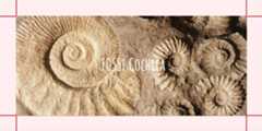 fossi_cochlea