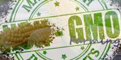 gmo-farming