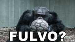 Fulvo