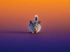 chinchilla