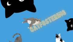 cat-fostering