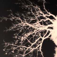 dendrite