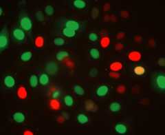 H2B_FUCCI2a-Nucleus-Segmentation-and-Cell-Cycle-Analysis