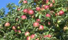 Bhojpur farmers attracted to apple farming