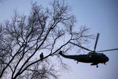 A Marine helicopter flies past a hawk in a tree above the Rose Garden outside the White House in 2024. (Mandel Ngan/AFP via Getty Images)