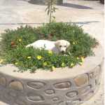 RootsandLeisure_Pets