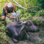 Rootsandleisure_Farmer_Tharpu_Sikkim