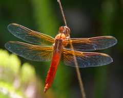 dragonfly