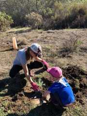 planting