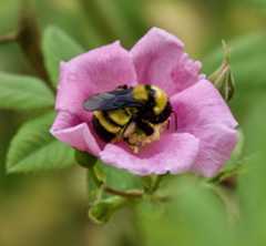 bumblebee