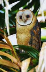 owl