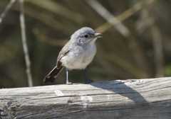 gnatcatcher