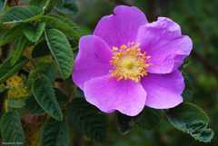rose-4155