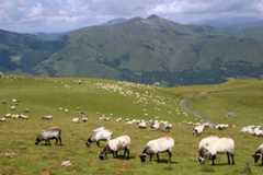 Ovejas en pastos comunales
