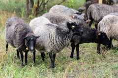 Afera ws. owiec nad Motławą. Były urzędnik skazany