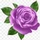 FioletowaRóża - awatar
