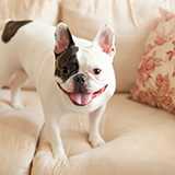 海外の狂犬病事例を日本の政策議論に使う際、「犬型流行」と「野生動物型流行」を区別しないと誤る理由を説明してください。