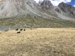 Photo ofEndless meadows and Yak Sanctuary