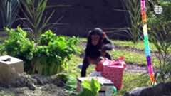 La chimpancé Cala cumple dos años en el Bioparc Valencia, donde continúa su crecimiento dentro del grupo de primates del parque acompañada por el seguimiento constante del equipo especializado que vela por su bienestar y desarrollo en un entorno que reproduce las condiciones naturales de su especie.