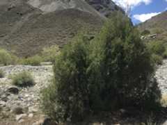 Photo ofThe First Pine tree