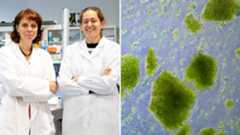 Que sea rico en vitaminas y minerales. Que, además de aportarnos las proteínas y las grasas 'buenas' que necesita nuestro organismo, nos proteja con su poderoso efecto antioxidante a la vez que mima nuestro microbiota, manteniendo a raya a la dichosa inflamación. Que nos sacie y nos nutra. Y que, sumado a todo eso, sea sostenible para que, además de velar por nuestra salud, contribuya a salvaguardar la de nuestro planeta. Sin pesticidas ni contaminantes como microplásticos o elementos tóxicos. ¿Existe algún alimento en el mundo que reúna todas estas características (y más que todavía están por descubrirse)? Blanca Hernández Ledesma y Pilar Gómez Cortés, investigadoras del Instituto de Investigación en Ciencias de la Alimentación (CIAL) -centro mixto de titularidad compartida entre el Consejo Superior de Investigaciones Científicas (CSIC) y la Universidad Autónoma de Madrid (UAM)-y asesoras científicas de Macami Biotech, tienen la certeza de que sí.