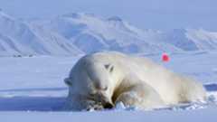 Las condiciones físicas de los osos polares (Ursus maritimus) que habitan en el archipiélago noruego de Svalbard han mejorado en las últimas décadas, a pesar de la significativa pérdida de hielo marino en la región, según un estudio publicado en la revista Scientific Reports. Estos resultados contrastan con investigaciones anteriores que asociaban directamente la reducción del hielo marino en el Ártico con el deterioro de las poblaciones de osos polares.Desde 1980, la región del mar de Barents ha experimentado un aumento de temperatura de hasta dos grados centígrados por década. No obstante, tras un censo realizado en 2004, se estimó que la población de osos polares del mar de Barents rondaba los 2.650 individuos y, hasta fechas recientes, no se ha detectado una disminución clara de su tamaño. Las causas de esta estabilidad han sido objeto de debate.Para profundizar en esta cuestión, Jon Aars y su equipo analizaron 1.188 registros de mediciones corporales correspondientes a 770 osos polares adultos, recopilados en Svalbard entre 1992 y 2019. Los investigadores compararon el índice de composición corporal (ICC), que refleja las reservas de grasa y el estado físico de los animales, con el aumento de los días sin hielo marino durante un periodo de 27 años. Aunque los días sin hielo aumentaron en torno a 100, el ICC medio de los osos adultos creció a partir del año 2000.Los autores sugieren que esta mejora podría deberse a la recuperación de presas terrestres como el reno y la morsa, así como a una mayor concentración de focas en áreas reducidas de hielo, lo que facilitaría la caza. Sin embargo, advierten que futuras pérdidas de hielo podrían tener efectos negativos y subrayan la necesidad de más investigaciones para entender la adaptación de estas poblaciones al calentamiento del Ártico.