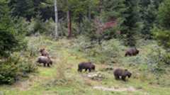 La osezna «Saba» será liberada «en los próximos días» en Picos de Europa