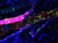 Journal Publications