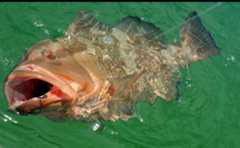 Red grouper hooked at the surface of green water.