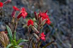 Santa CruzIsland flower