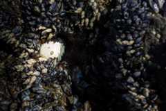 black abalone