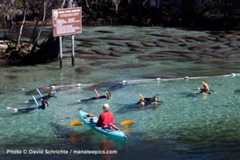 Swimming with Manatees: Harmless or Harmful?