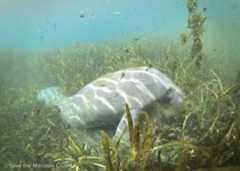 A Peaceful Escape: Manatee Webcams (Almost) Live