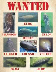 Another Quiet Quarter for Our Coastal Adoptees