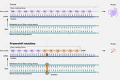 Frameshift mutation