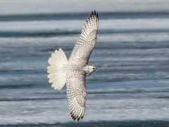 Gyrfalcon