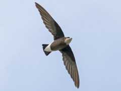 White-throated needletail