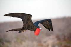 Magnificent frigatebird