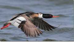 Red breasted merganser