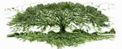 Scottie AshTree seed