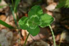 4LeafClover.JPG