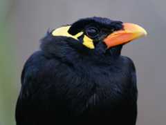 BIRDPHONE.jpg