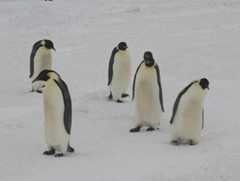 desolate_penguins_hurl.jpg