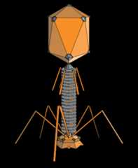 phage.png